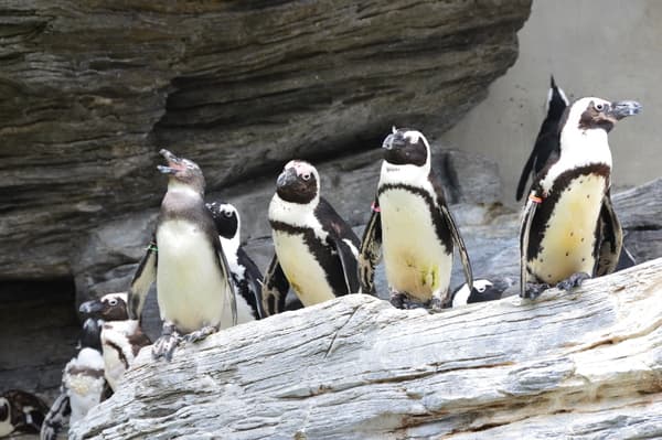 陽光水族館 入場券（C日程） - 池袋