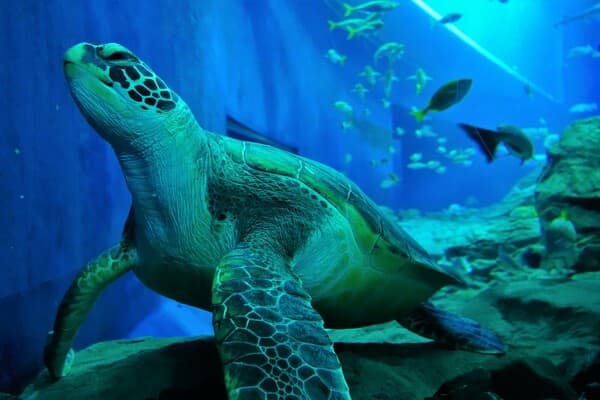 【6歲-15歲】大分海洋宮殿水族館「海之卵」 - 大分