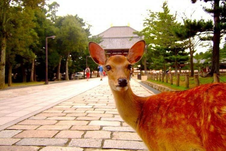 體驗日本文化