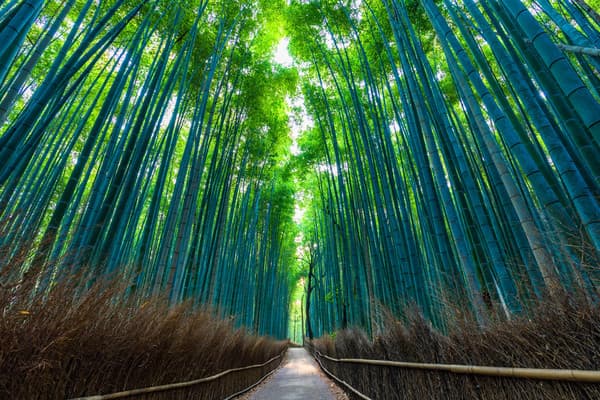 京都嵐山深度漫步之旅
