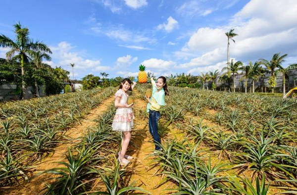 【4-15歲】 菠蘿主題樂園「名護鳳梨園」 門票 - 沖繩豐見城