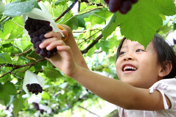 【4-6歲或以上】將新鮮水果帶回家！岡山摘水果巴士券