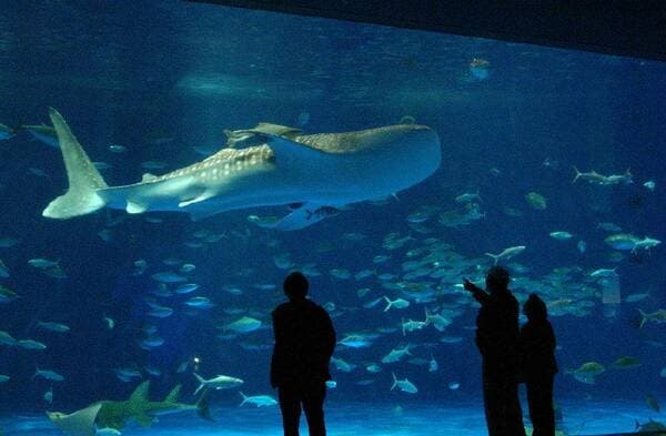 【16歲或以上】來探訪鯨鯊！「IO WORLD鹿兒島水族館」門票