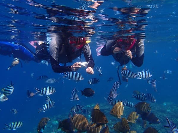 自由選擇！青之洞窟&與可愛的魚群一同浮潛or潛水體驗