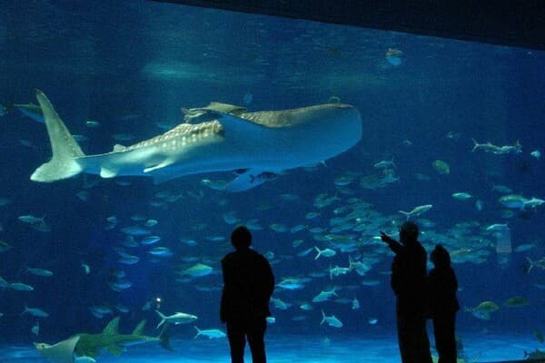 【4-6歲】來探訪鯨鯊！「IO WORLD鹿兒島水族館」門票