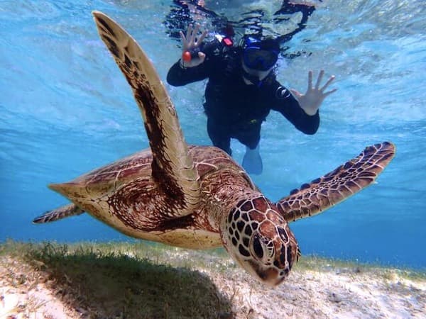 【宮古島】盡情感受宮古島湛藍的海洋！浮潛看海龜