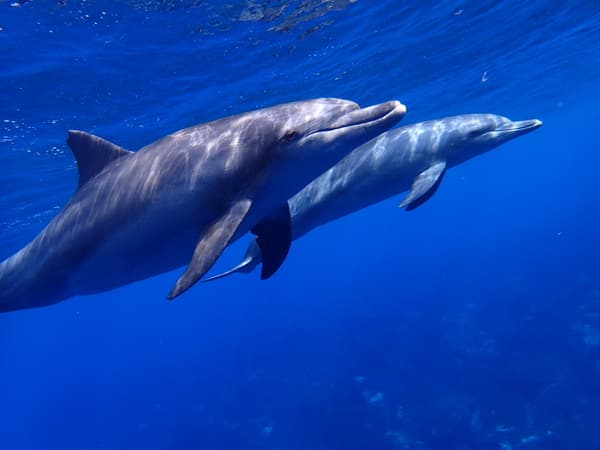 觀賞南島原海豚 乘船出海邂逅野生海豚 - 長崎南島原